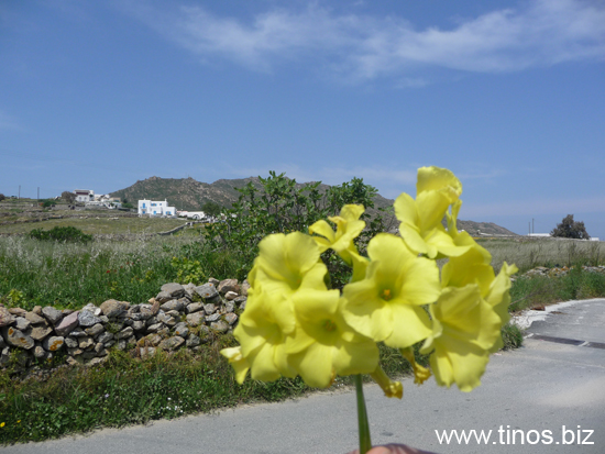 mykonos@ 241